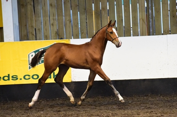 TOP CLASS YOUNG BRITISH BRED POTENTIAL SHOWJUMPERS AT THE 2014 BEF FUTURITY TOP CLASS YOUNG BRITISH BRED POTENTIAL SHOWJUMPERS AT THE 2014 BEF FUTURITY